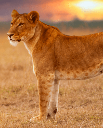 Nala – Safari e Paraíso Tropical em Zanzibar