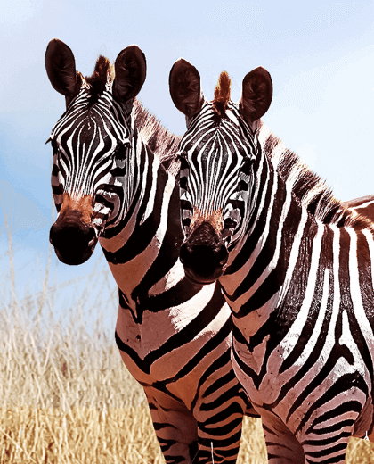 Habari – Safari et Culture Maasai en Tanzanie