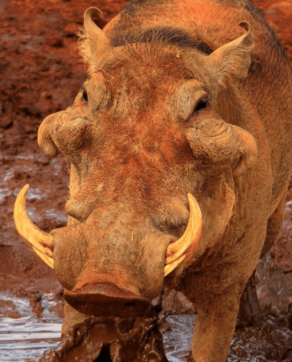 Safari Pumba – Aventura Salvaje en Tarangire, Ngorongoro y Manyara