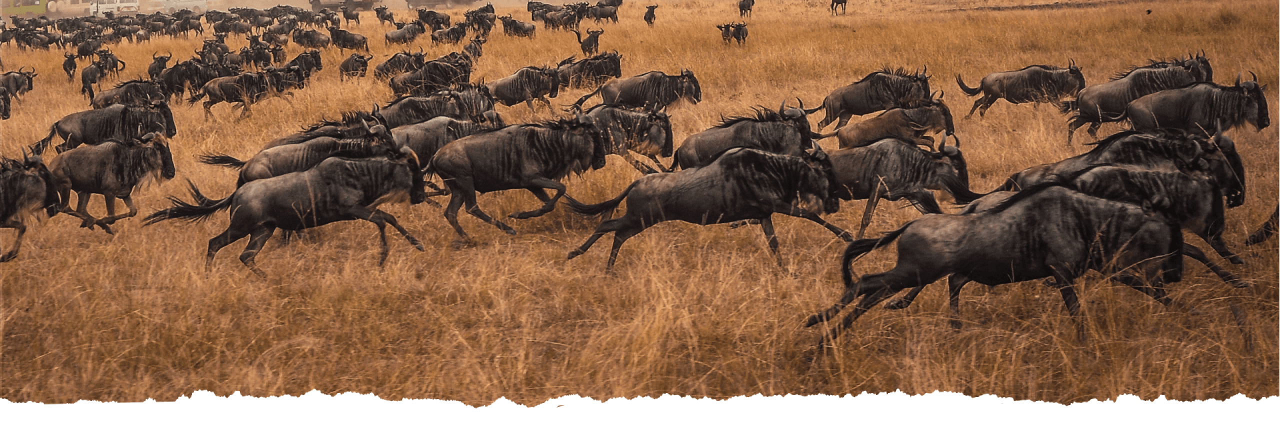 Great migration_banner_otimizado Great migration_banner_otimizado